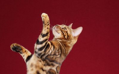 The Hypoallergenic Bengal Cat & Pet Allergies