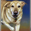 sunset dog painting splendid beast pet portraits
