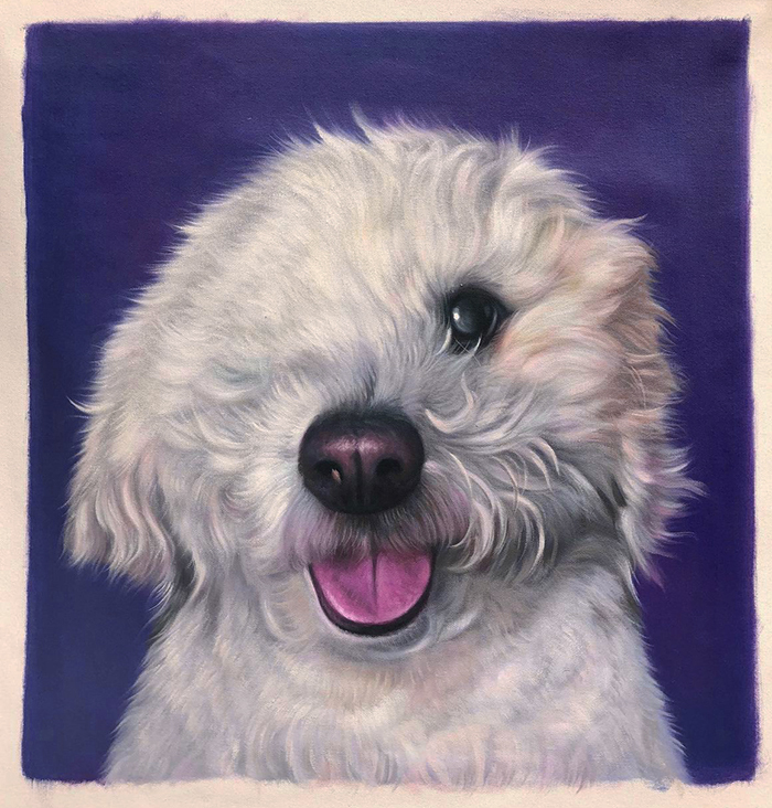 white dog with navy blue background