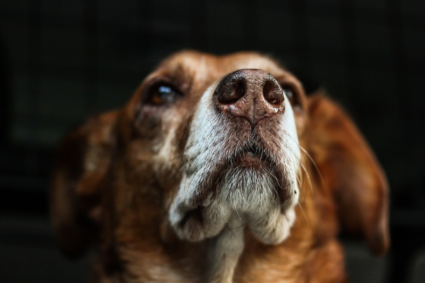 Your Golden-Years Guide for Caring for Senior Pets