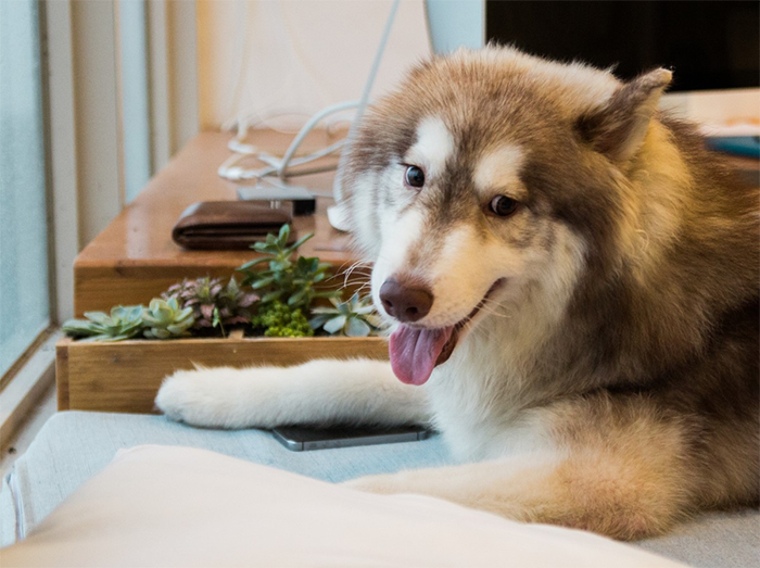 How To Have A Gorgeous Home  As A Dog Owner