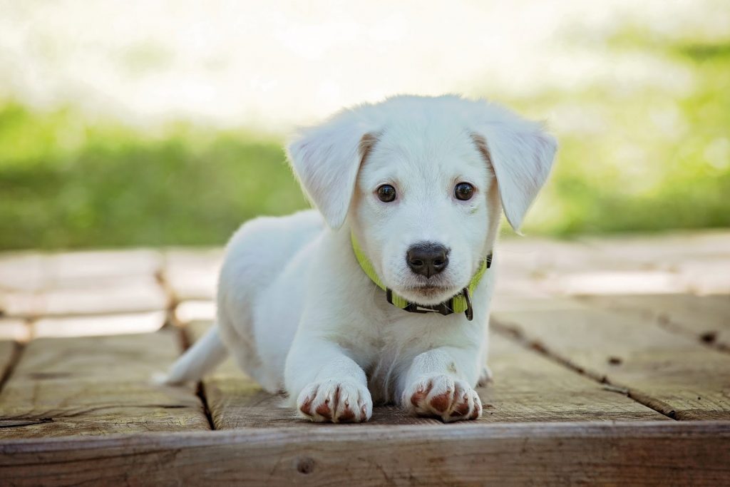 moving with your pet