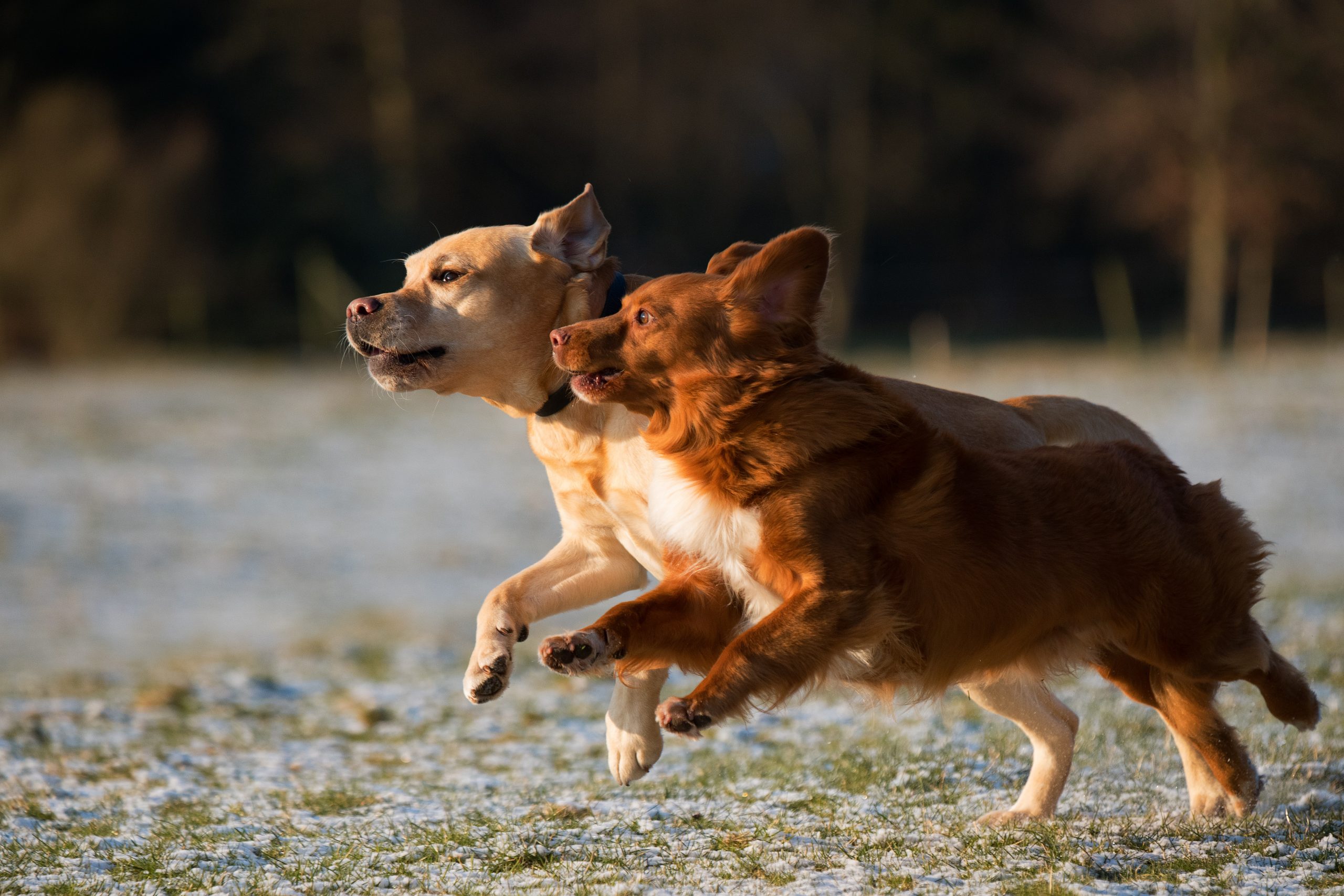 can a man outrun a dog