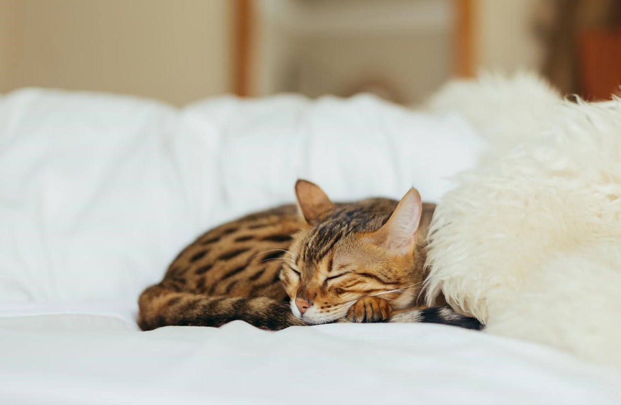 Common Cat Sleeping Positions & What They Mean