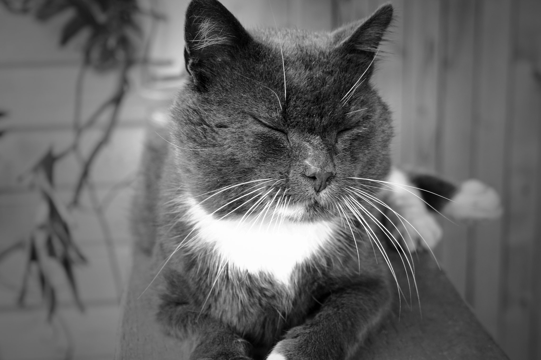 How Long Do House Cats Live Splendid Beast