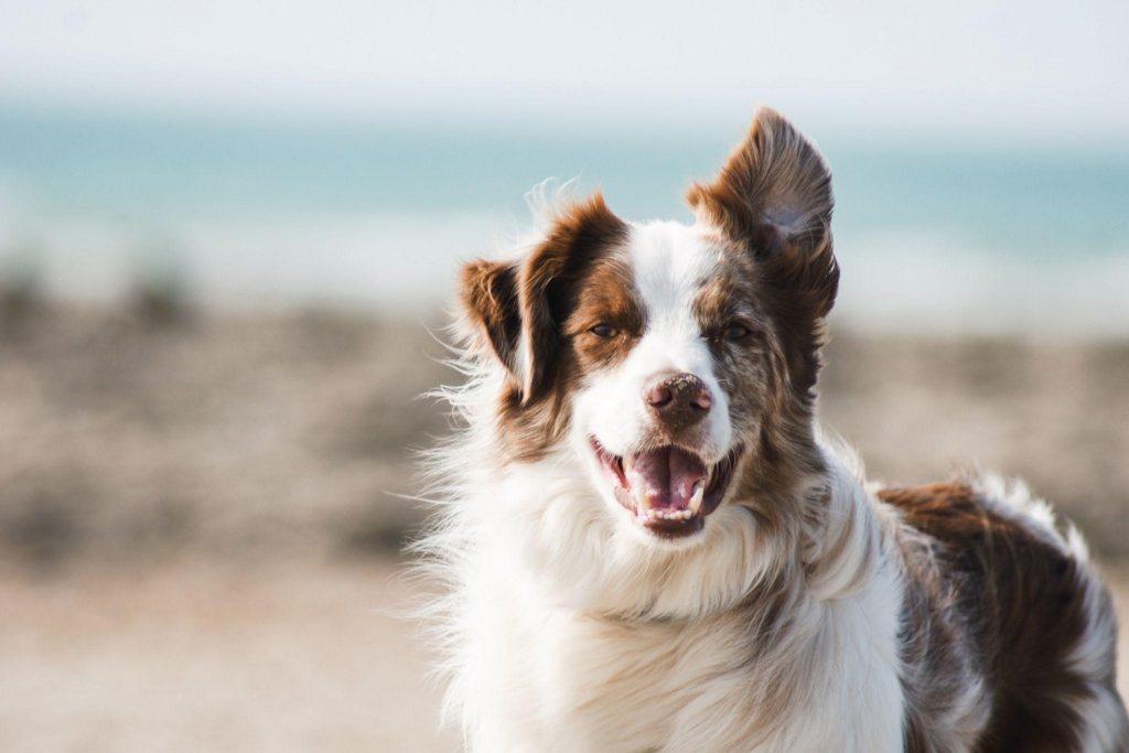 how to tell if your dog is healthy