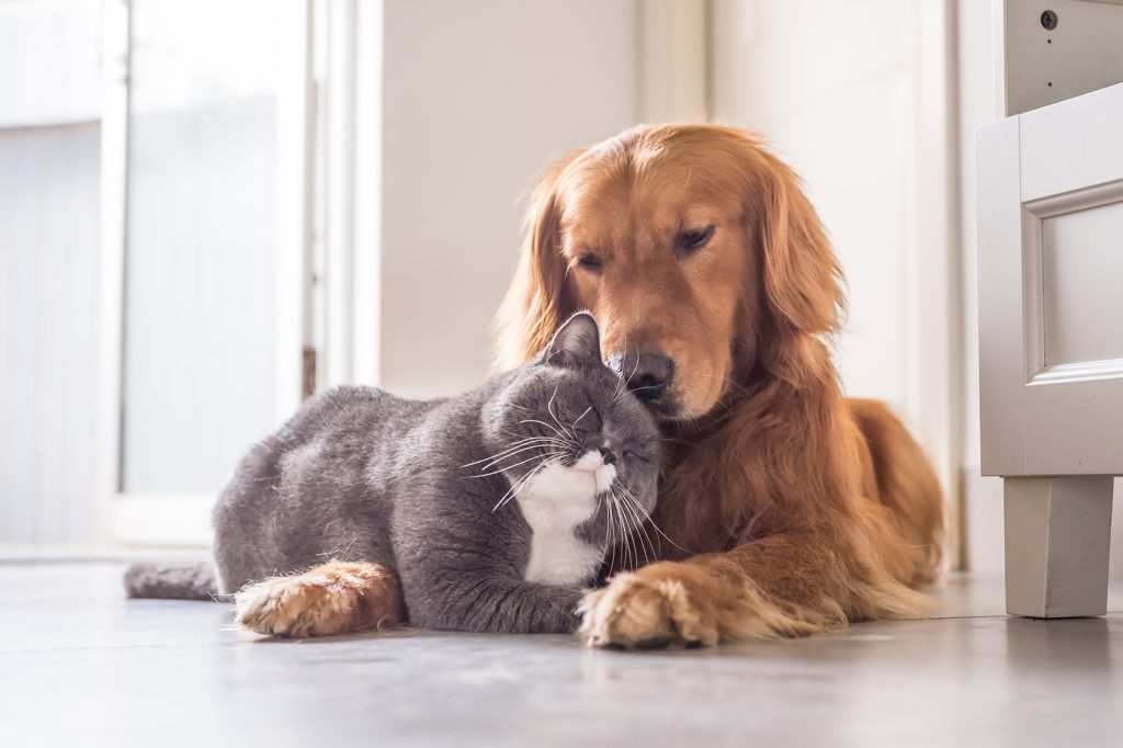 dog and cat care business