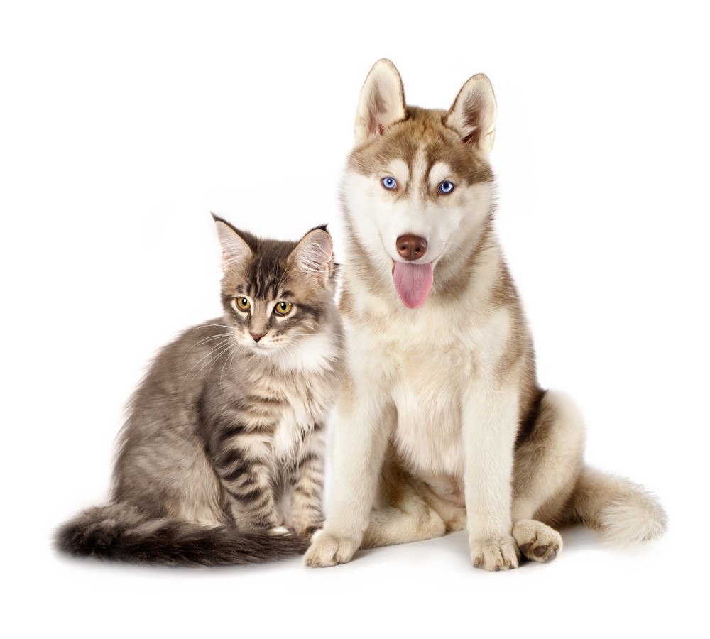 do cats and huskies get along