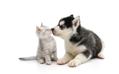 Do Huskies Get Along with Cats? 🐕🐈 Here are 10 Tips to Make It Happen!